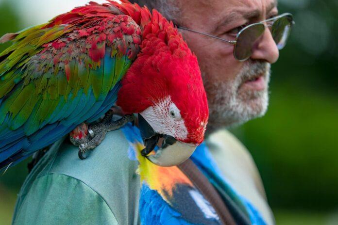Parrot Day, la giornata che celebra i pappagalli
