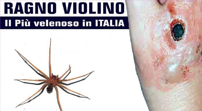 Paura ragno violino mortale in Italia, focolai a Roma